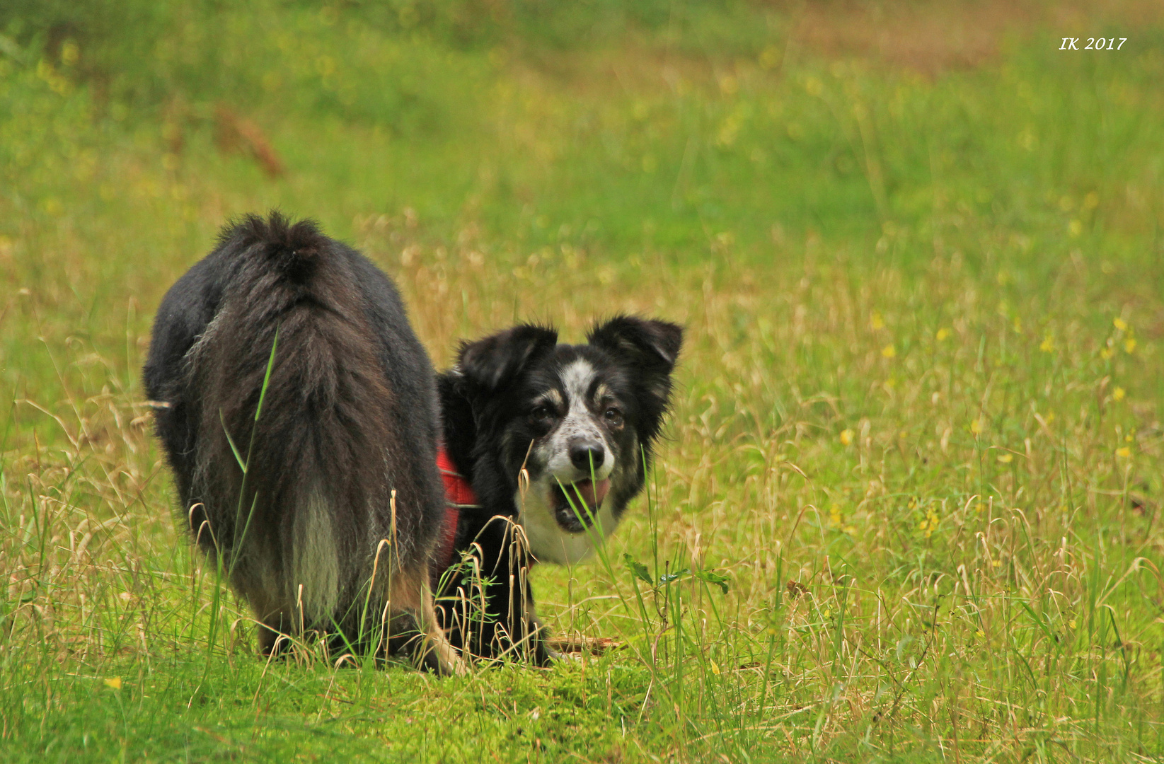 Schalk im Nacken.....