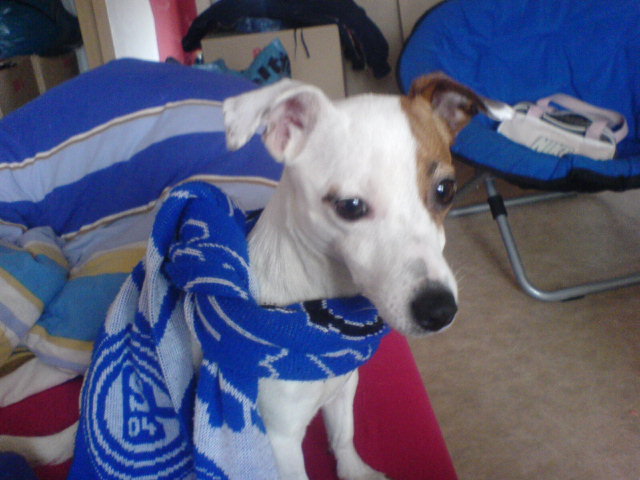 Schalke Hund