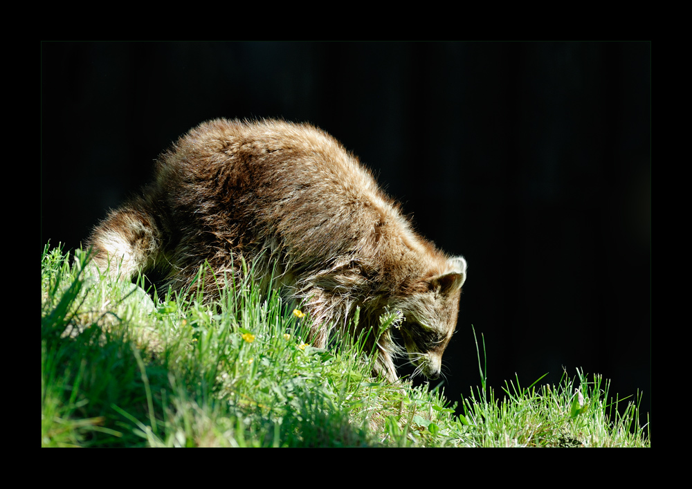 [ Schalker Waschbär ]