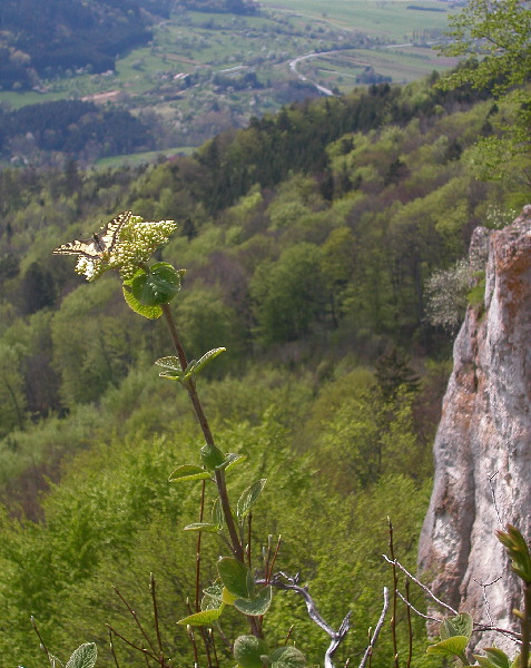 Schalksburgfelsen (+Schmetterling)