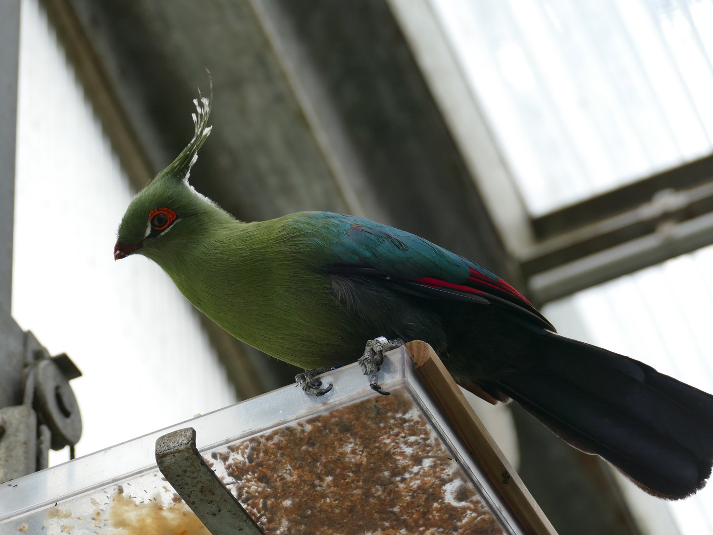 Schalowturako im Krefelder Zoo