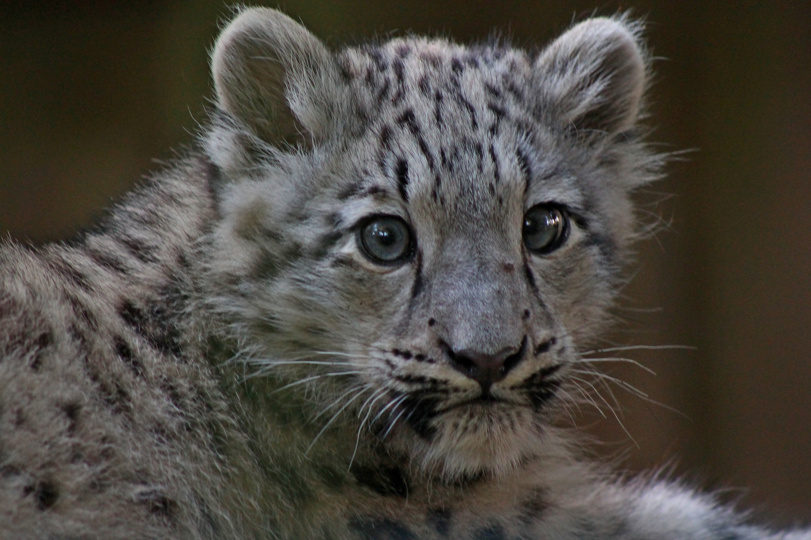 Schan im Krefelder Zoo