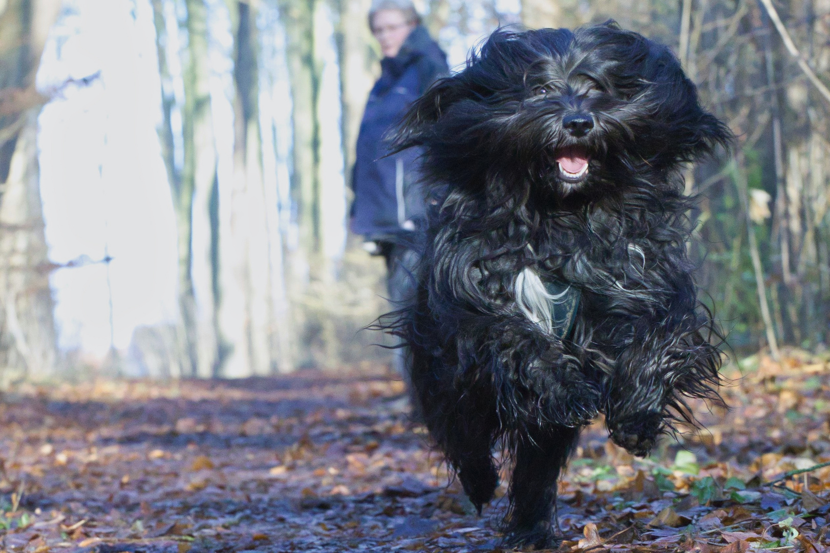 Schapendoes (Holländischer Hütehund