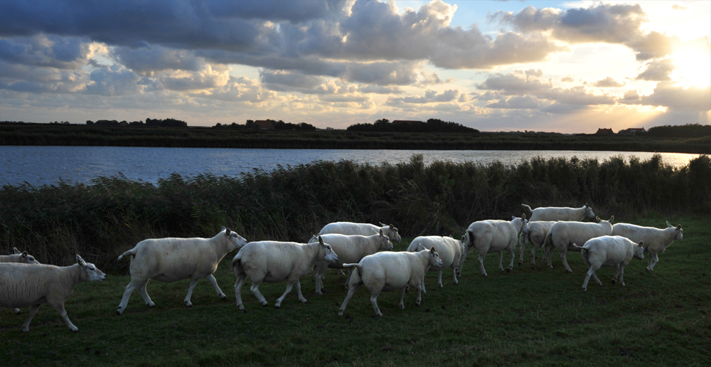 Schapenwandeling