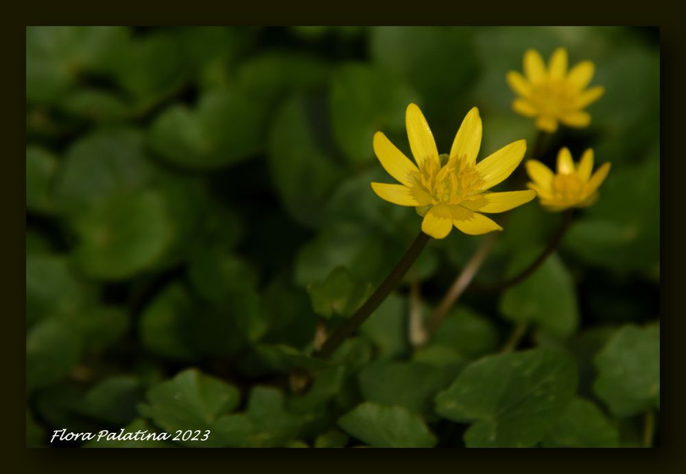 Schar-Bock auf Frühling