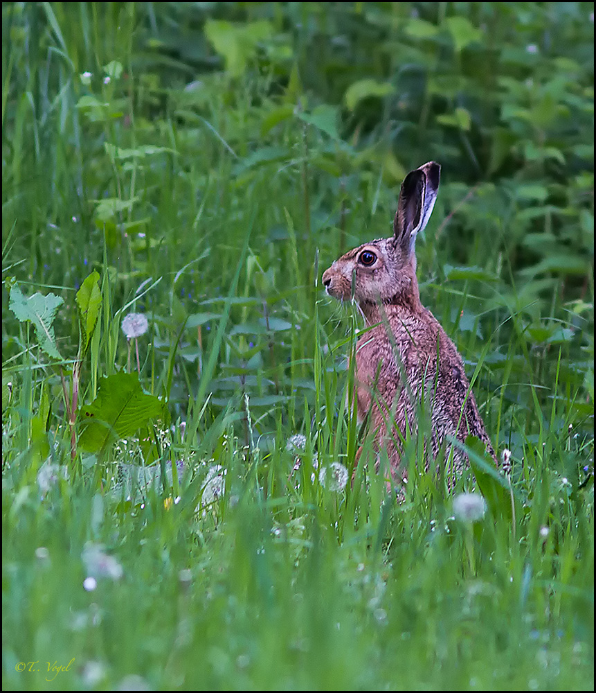 Scharbeutzer Hase