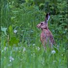 Scharbeutzer Hase