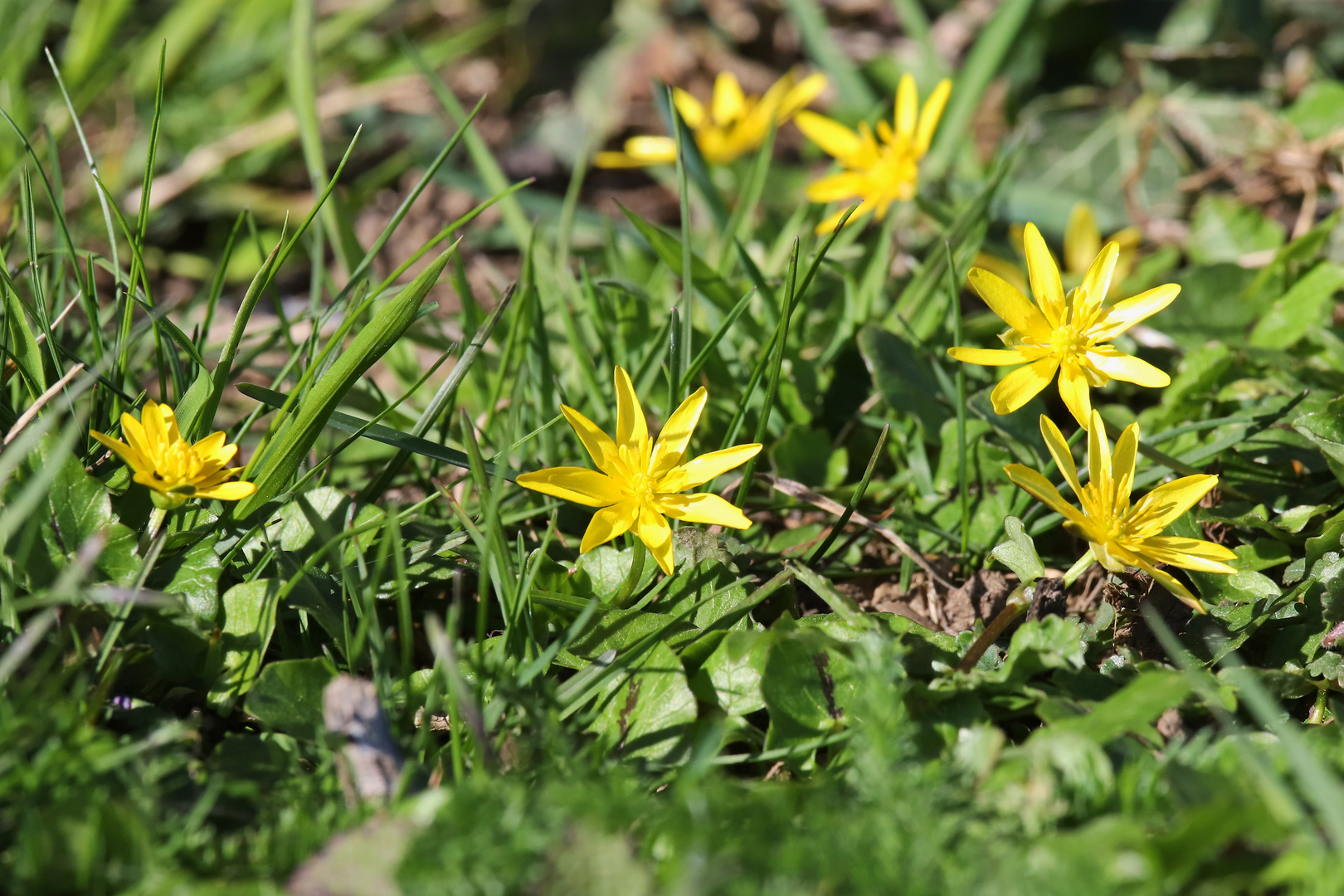 Scharbockskraut (2019_04_01_EOS 6D Mark II_1198_ji)