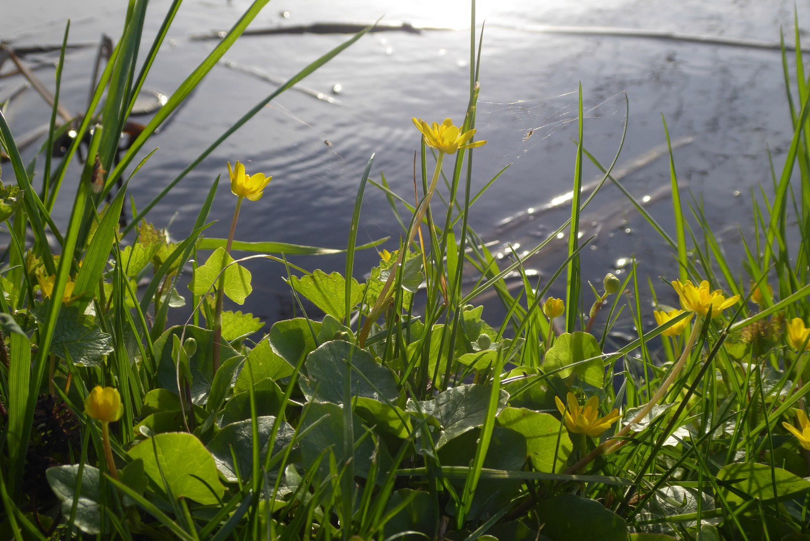 Scharbockskraut am Teich - mein Mittwochsblümchen