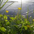 Scharbockskraut am Teich - mein Mittwochsblümchen