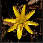 Scharbockskraut - Die gelben Blüten leuchten schon von Weitem