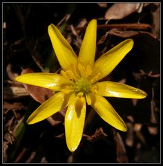 Scharbockskraut - Die gelben Blüten leuchten schon von Weitem