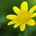 Scharbockskraut: Ein gelber Frühlings – Anzeiger