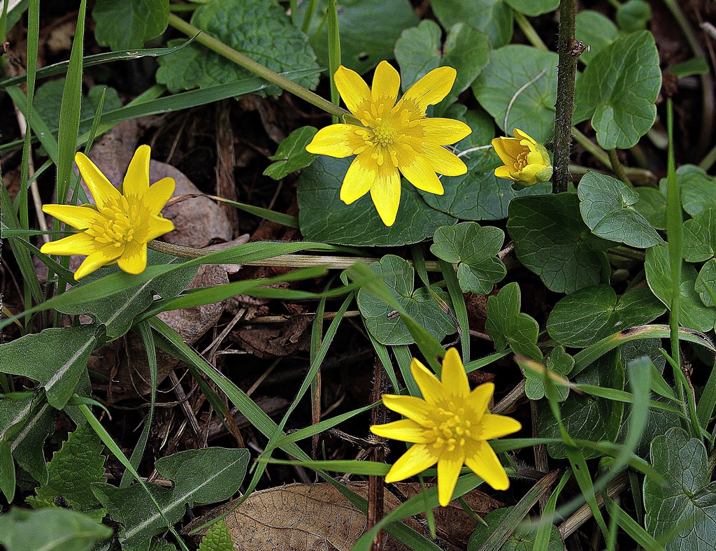 " Scharbockskraut " Foto & Bild gelb, natur, frühblüher Bilder auf