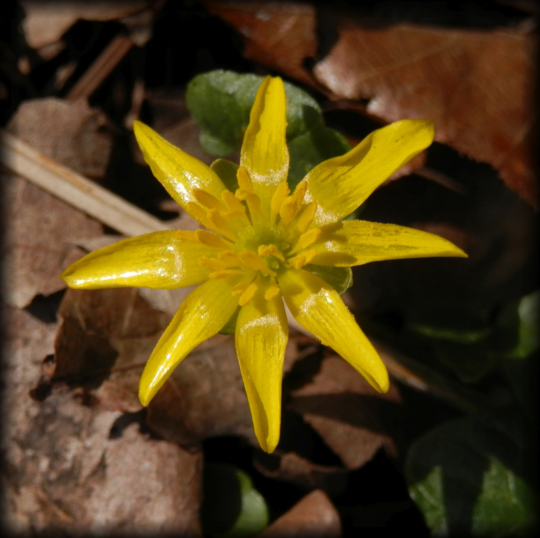 Scharbockskraut (Ficaria verna)