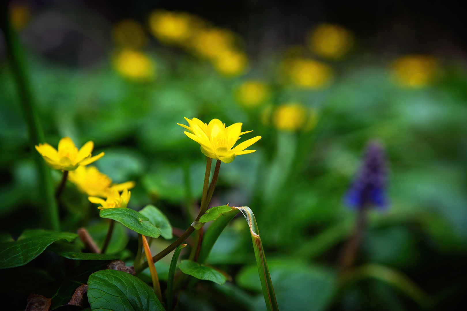 Scharbockskraut (Ficaria verna)