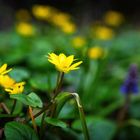 Scharbockskraut (Ficaria verna)