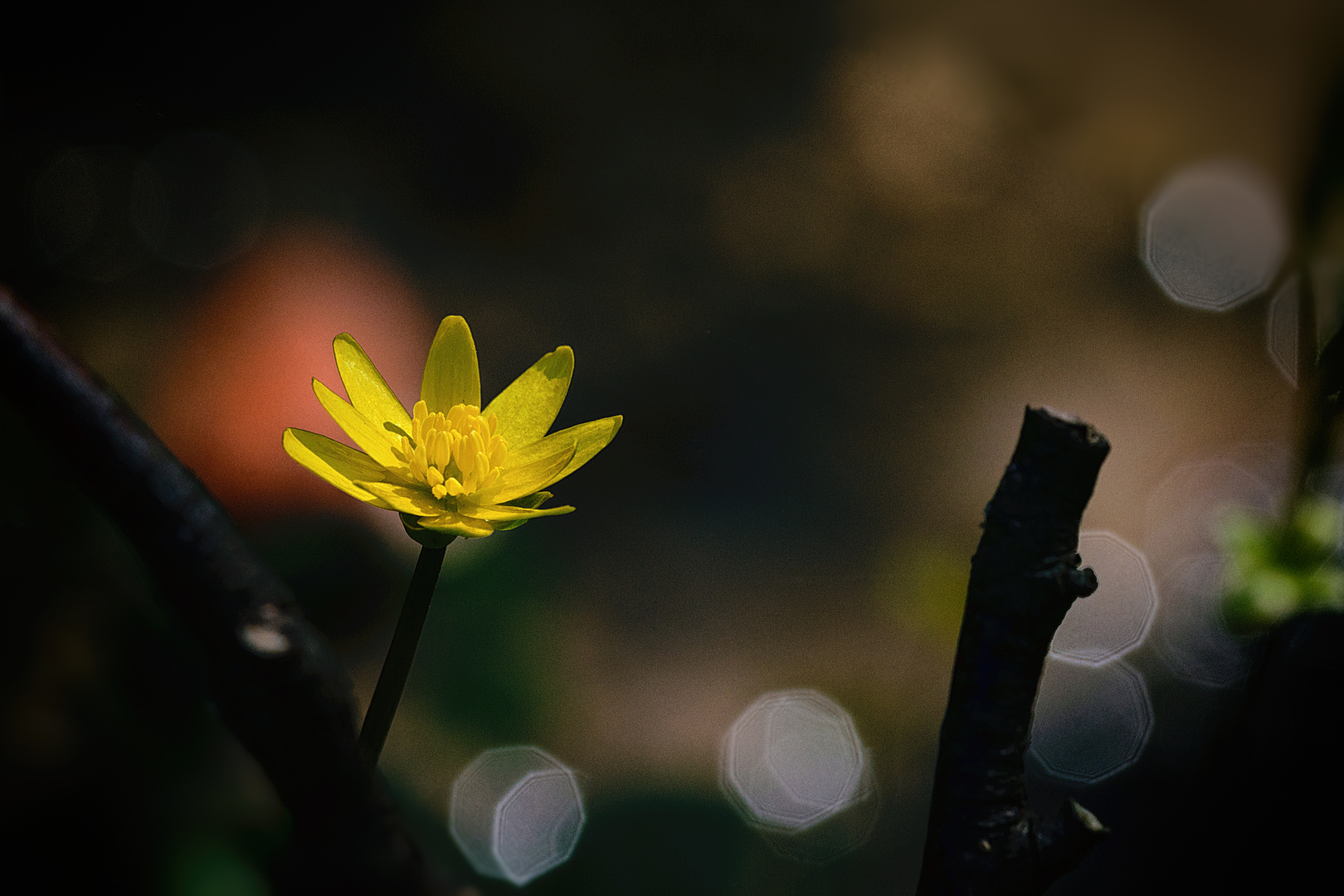 Scharbockskraut (Ficaria verna), lesser celandine