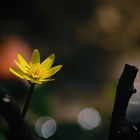 Scharbockskraut (Ficaria verna), lesser celandine