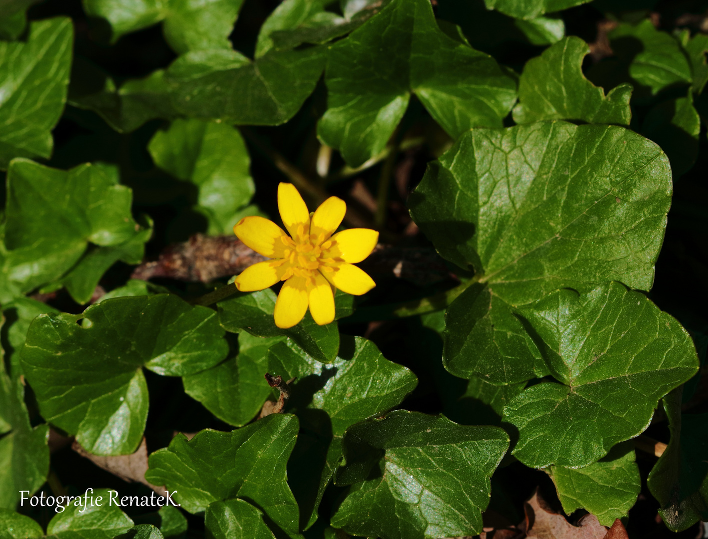 Scharbockskraut - Ficuria verna, Ranunculus ficaria 