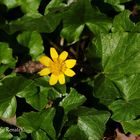 Scharbockskraut - Ficuria verna, Ranunculus ficaria 