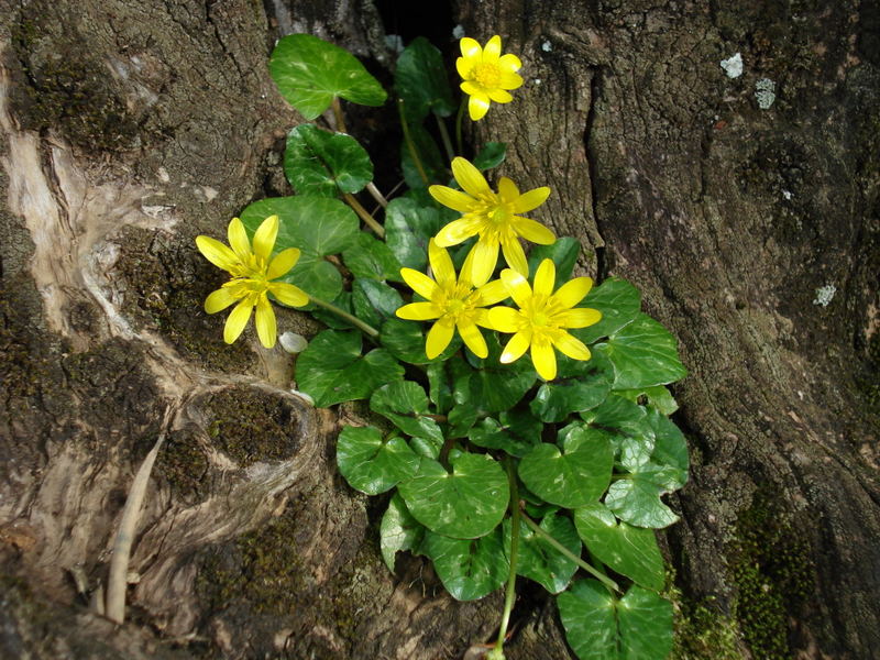 Scharbockskraut im Schutze eines Olivenbaumes