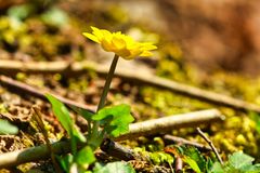 Scharbockskraut - Ranunculus ficaria