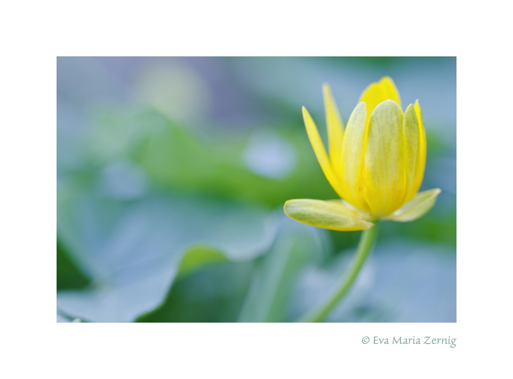 Scharbockskraut (Ranunculus ficaria)