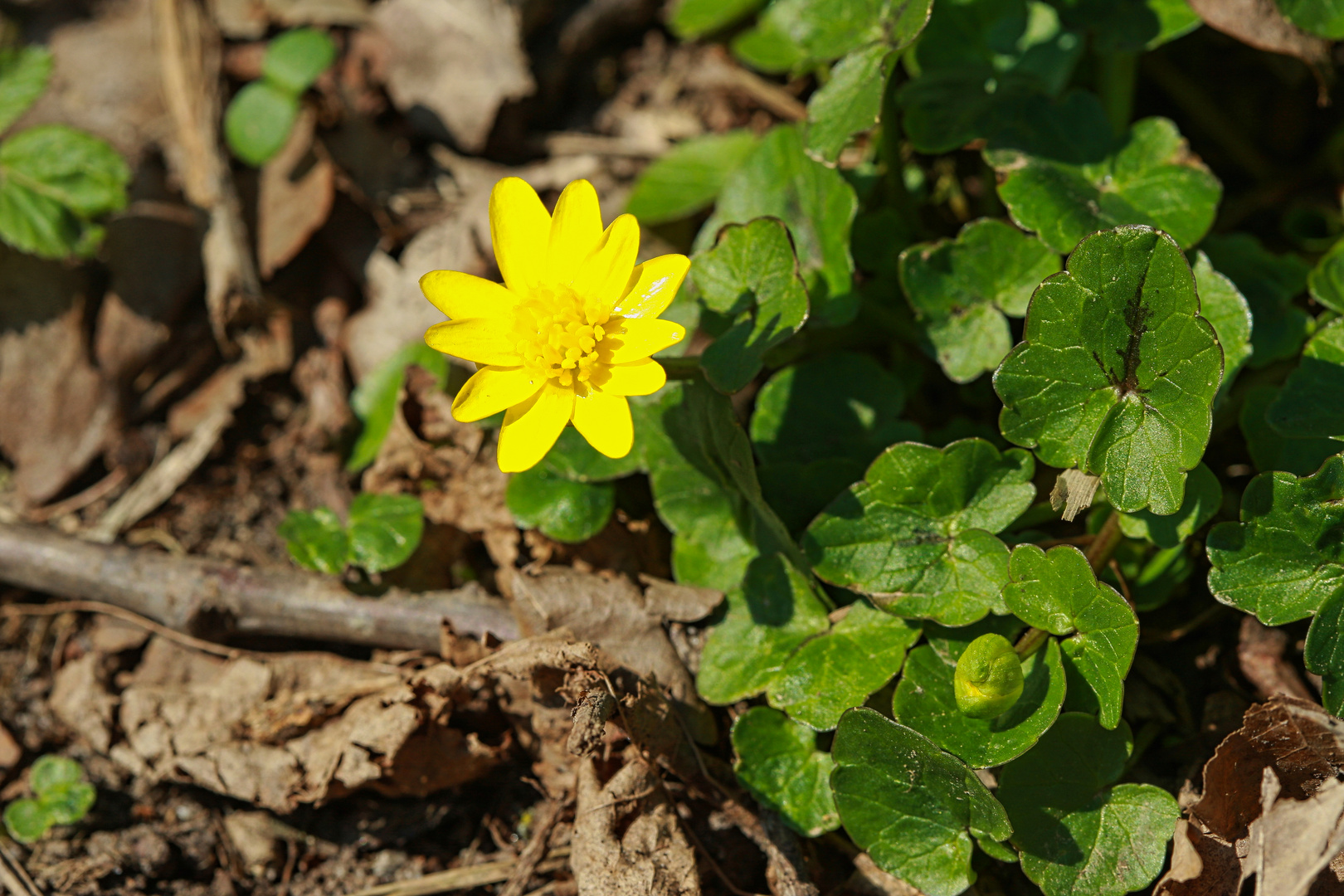 Scharbockskraut - Ranunculus ficaria