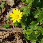 Scharbockskraut - Ranunculus ficaria