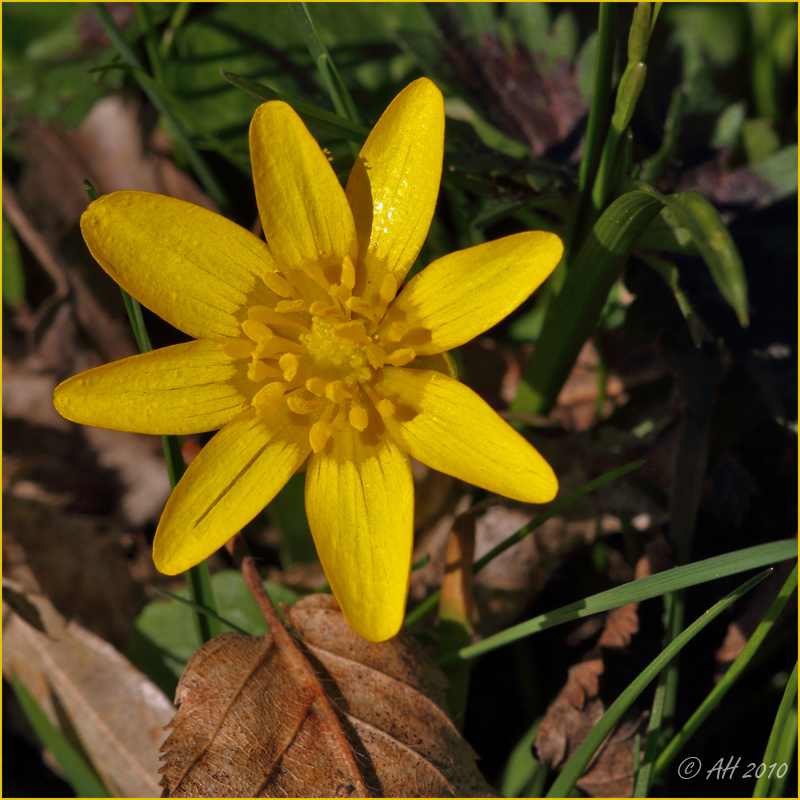 Scharbockskraut (Ranunculus ficaria)