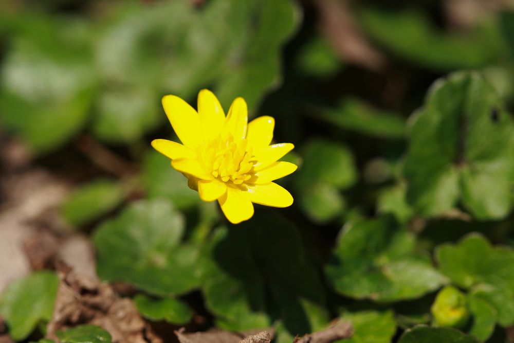 Scharbockskraut - Ranunculus ficaria