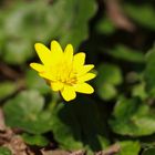 Scharbockskraut - Ranunculus ficaria