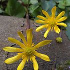 Scharbockskraut (Ranunculus ficaria)