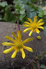 Scharbockskraut (Ranunculus ficaria)