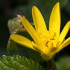 Scharbockskraut Ranunculus ficaria) mit Besucher...