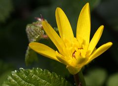 Scharbockskraut Ranunculus ficaria) mit Besucher...