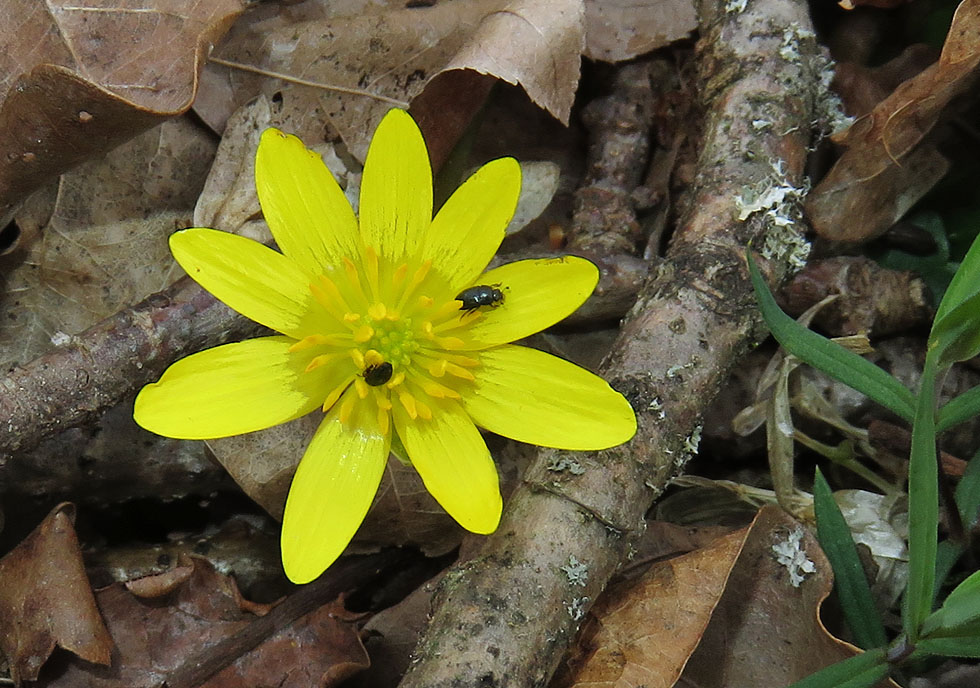 Scharbockskrautblüte mit Käfer