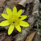 Scharbockskrautblüte mit Käfer