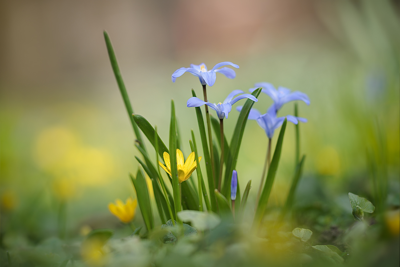 Scharbockskrautblüte und Blausterne 