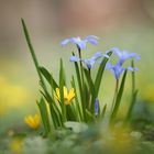 Scharbockskrautblüte und Blausterne 