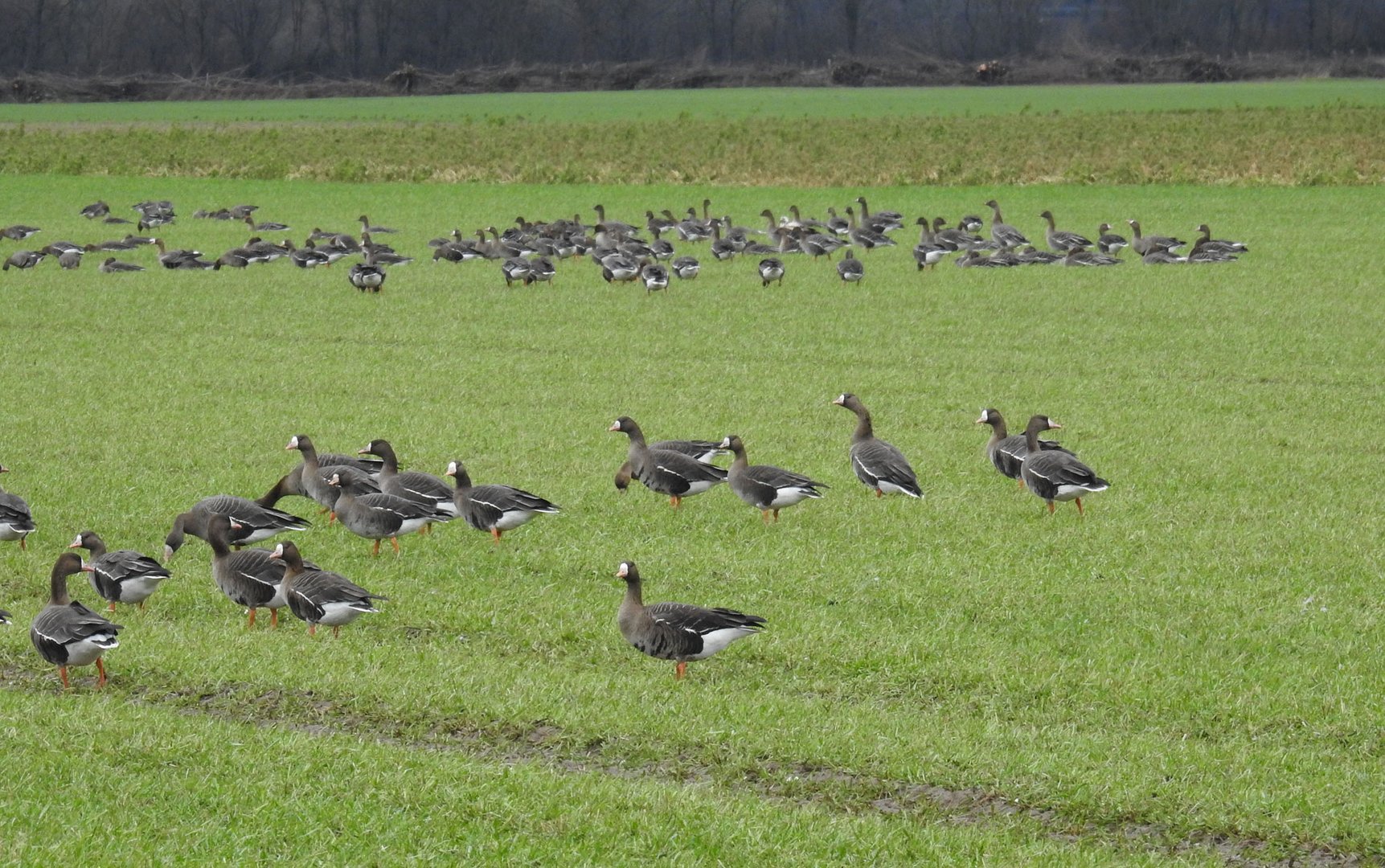 Scharen von Bläßgänsen bevölkern die Wiesen am Niederrhein.