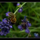 Scharf auf Lavendel