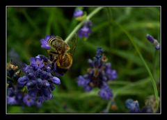 Scharf auf Lavendel