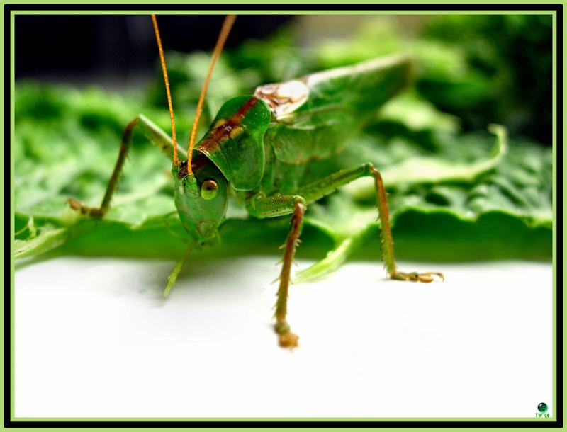 Scharf-prüfender Blick