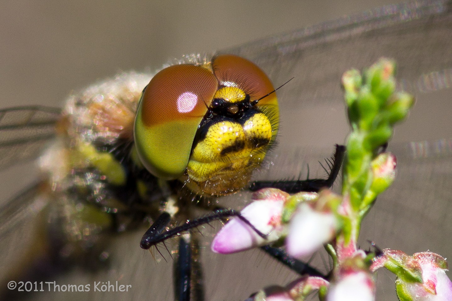 Scharfe Augen