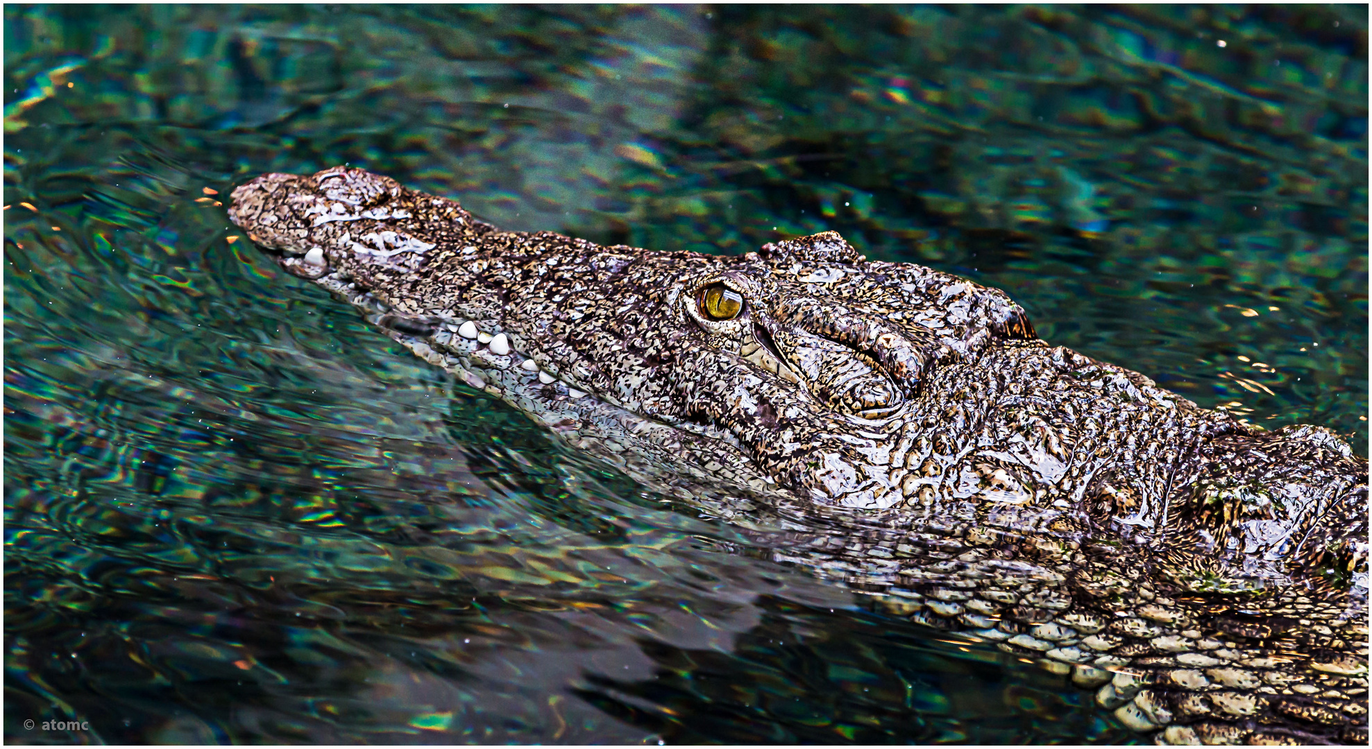 Scharfe Augen, leuchtende Augen