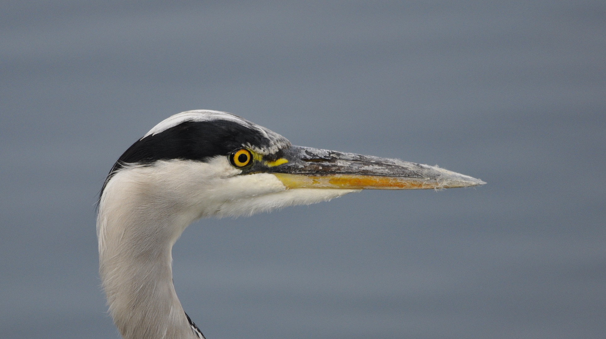 Scharfe Augen, scharfer Schnabel