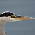 Scharfe Augen, scharfer Schnabel