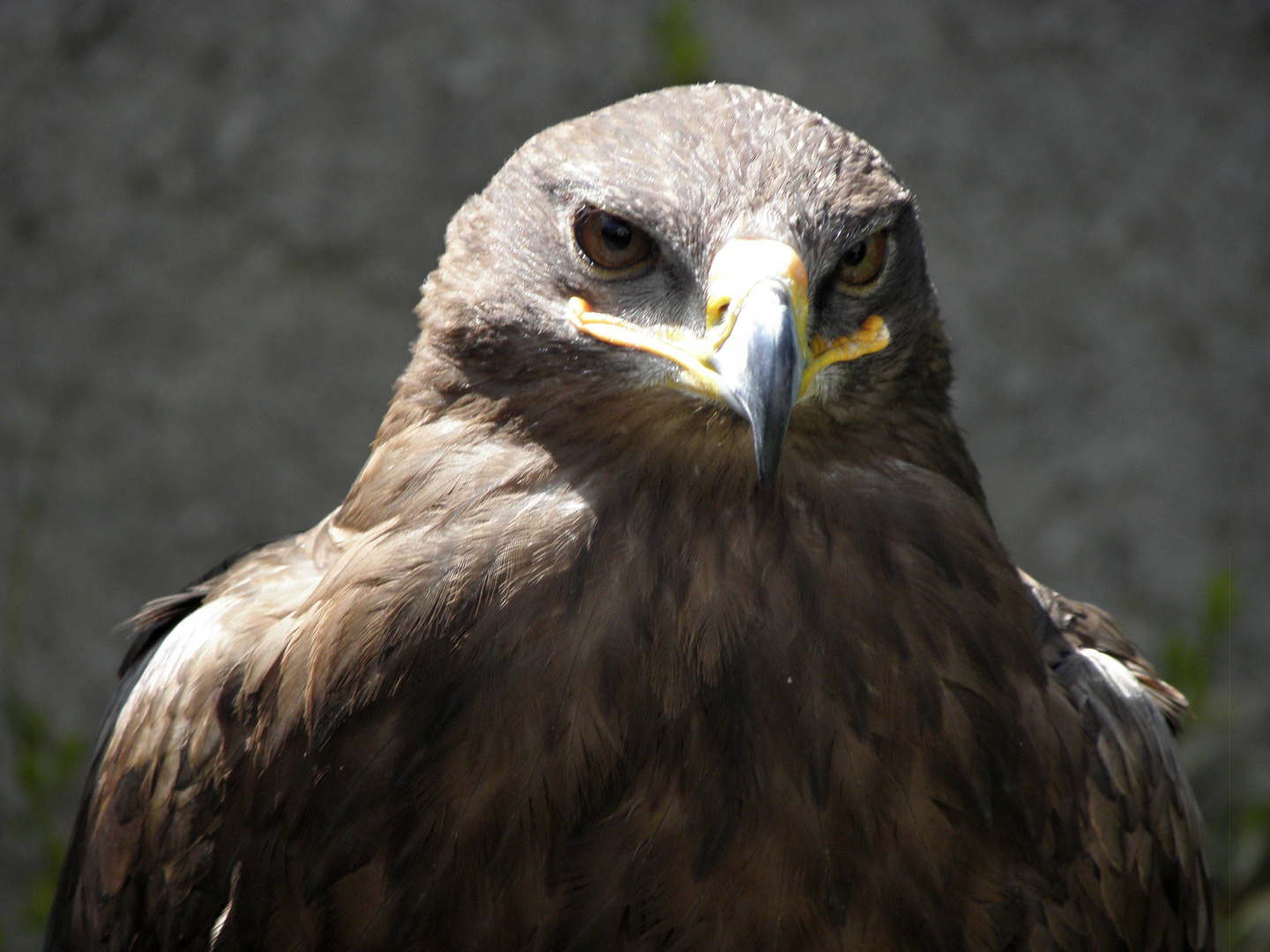 Scharfe Augen, spitze Krallen